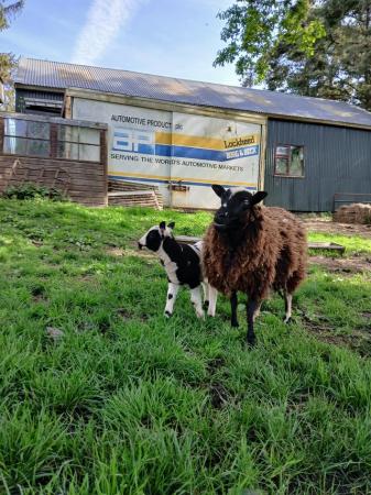 Image 2 of Shetland x cheviot ram lamb for sale