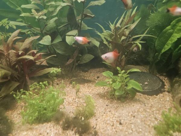 Image 8 of 6 x Micky Mouse Platys For Sale