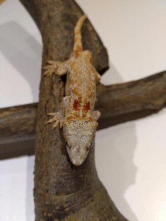 Image 7 of Unsexed CB 2021 Red Reticulated Gargoyle Gecko