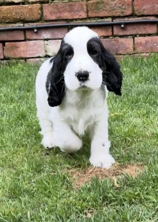 Image 1 of Show Cocker Puppies (KC Registered and fully health tested)