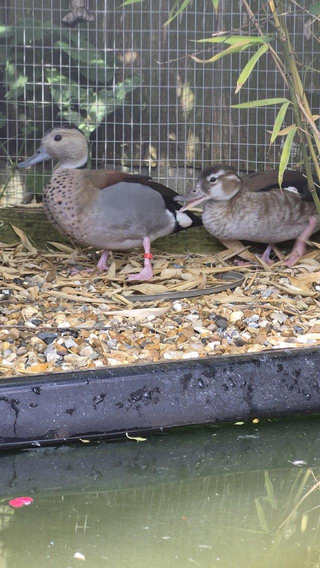 Friendly Ringed Teal Ducklings — photo 4 of 4