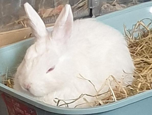 Image 2 of Netherland dwarf female and bonded lop crosd available
