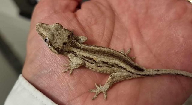 Image 4 of Gargoyle gecko babies available