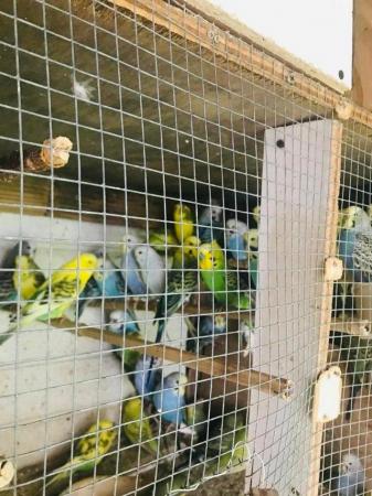 Image 4 of Baby budgies for sale please message