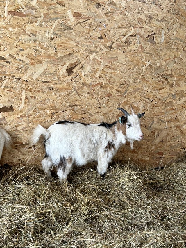 Preview of the first image of Tri coloured Pygmy goat weather.