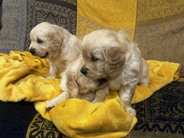 Image 2 of ??Golden Retriever puppies Ready to leave mid April