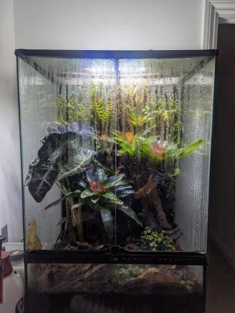 Image 6 of Tropical Bioactive Jungle Terrarium w/ Oophaga Dart Frogs