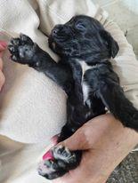 Image 8 of KC registered Cocker Spaniel puppies for sale