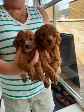 Image 6 of F1 toy cockapoo puppies pra clear