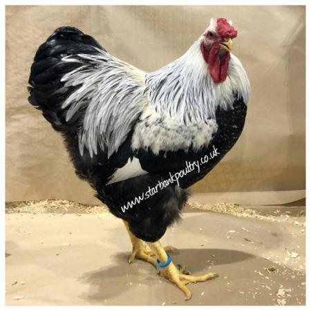Image 48 of *POULTRY FOR SALE,EGGS,CHICKS,GROWERS,POL PULLETS*