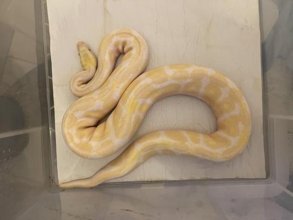 Image 1 of Adult Ball pythons,banana,albino,clown,black pastel etc