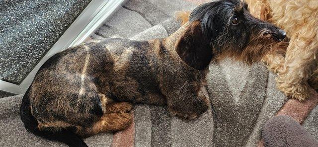 Image 4 of Wirehaired dachshund for sale