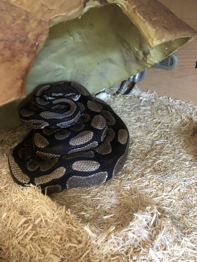 Preview of the first image of 4 year old Female Ball Python.