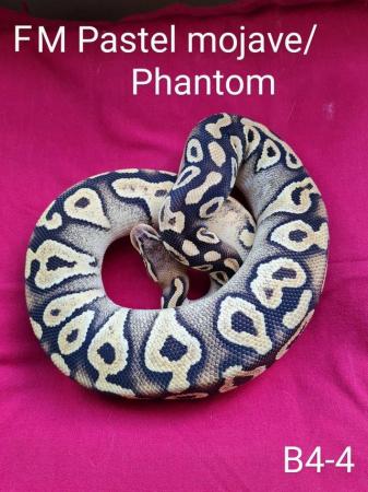 Image 4 of Female pastel phantom or mojave royal python