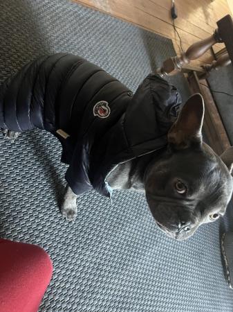 Image 4 of Blue- male frenchie for sale