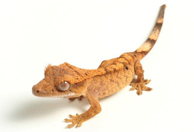 Image 5 of WARRINGTON PETS STOCKED LIZARDS FOR SALE