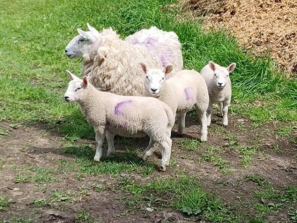 Image 2 of 4 NC Cheviot Ewes & 9 Lambs  Ideal Starter Flock