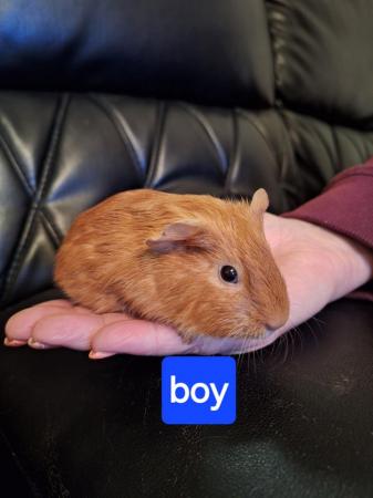 Image 11 of Baby guinea pigs for sale