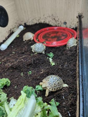 Image 5 of Leopard spotted Tortoises Babies