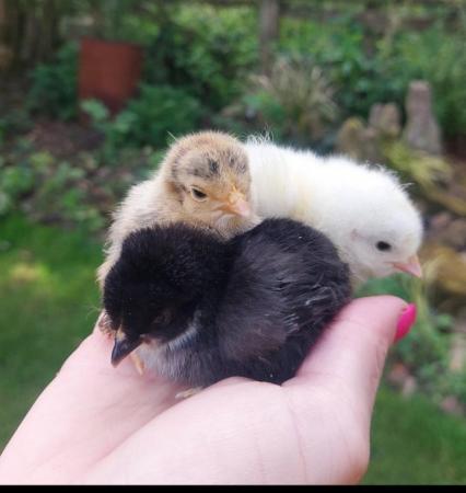 Image 10 of Light sussex chicks two weeks old £5 each or 5 for £20