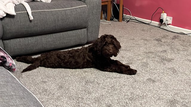 Preview of the first image of 7 month old chocolate cockerpoo for sale.