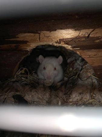 Image 5 of Rats available for sale, male and female
