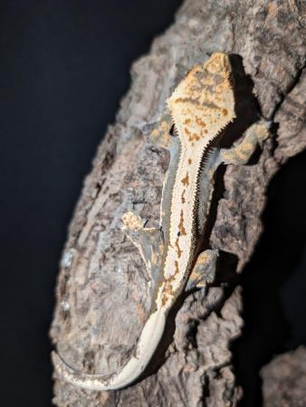 Image 8 of Crested Gecko 6 months old Part Pin Harlequin