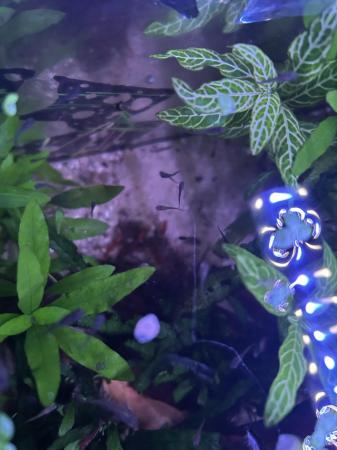 Image 5 of Cherry shrimp and guppies for sale