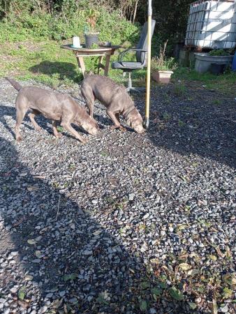 Image 4 of Jaz and Gem 3 year old KC reg silver Labradors