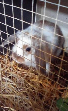 Image 4 of Mini lop rabbit 10 months old