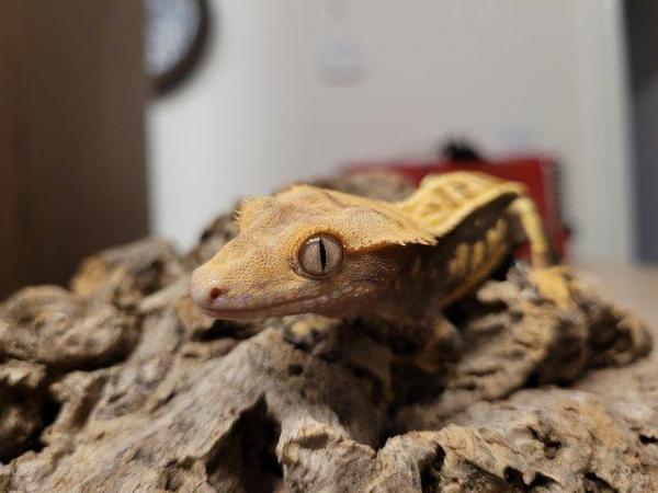 Image 4 of Pet only CB21 Crested Gecko Male