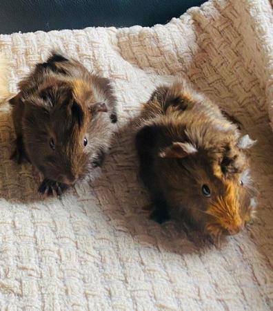 Image 7 of Guinea pig pups for sale in Peterborough