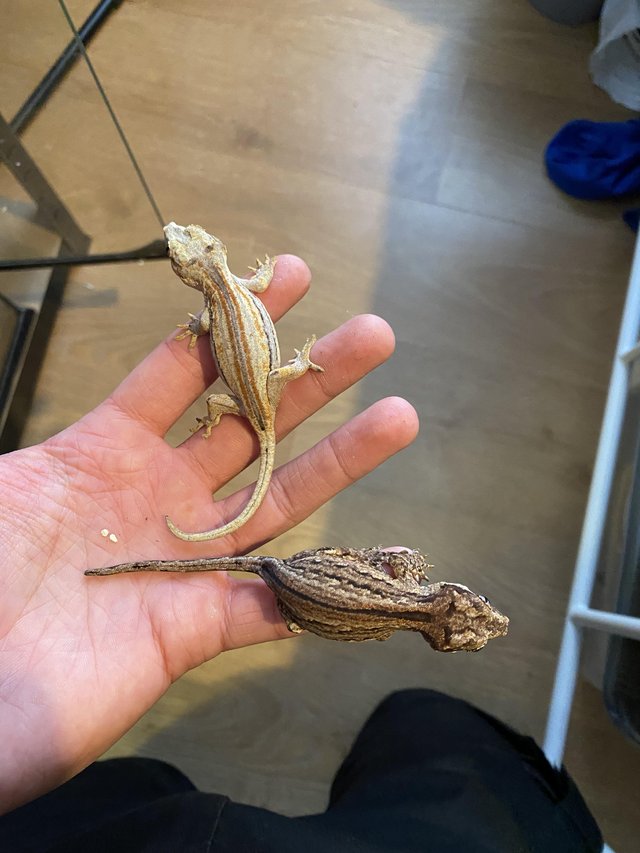 Preview of the first image of 2 Striped Gargoyle Geckos and Terrarium for Sale.