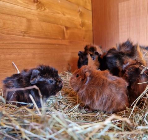 Image 4 of Guinea pigs Ready now, boys & girls available