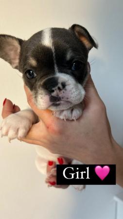Image 2 of French Bulldog Puppies ready for their forever homes NOW ??