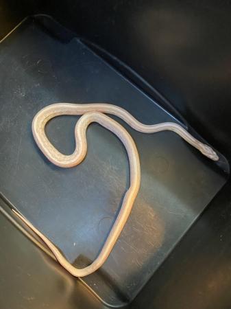Image 2 of Snow tessera corn snake Male £75