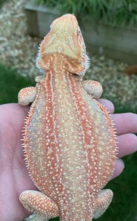 Image 4 of Licensed Breeder Top Bearded Dragon Morphs in Castle Cary