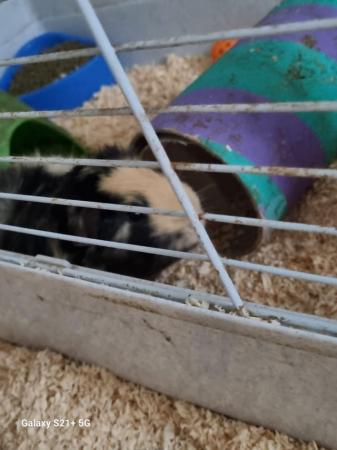 Image 3 of 2 boar guinea pigs forsale