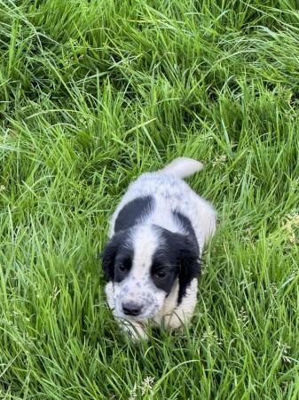 Image 10 of Lovely cocker spaniel puppies for sale