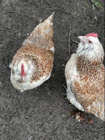 Image 12 of Pekin chicks, etc., big brown hatching eggs