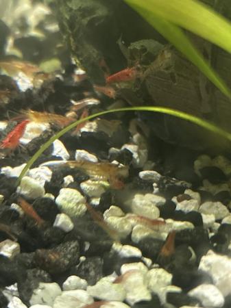 Image 5 of Little shrimp, cherry and green color, grow 3 centimeters um