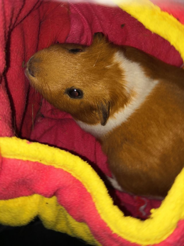 Preview of the first image of Neutered Guinea Pig boar for adoption.