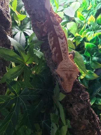Image 7 of Beautiful tailless Crested gecko