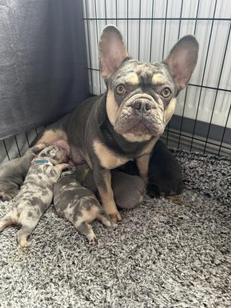 Image 8 of French bulldog puppies for sale
