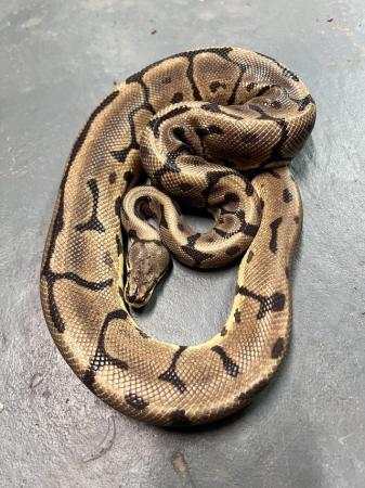 Image 5 of Male Leopard Spider Het Pied Ball Python