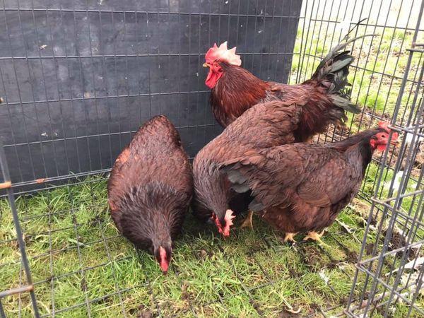 Image 2 of ChickensL/F for sale...............