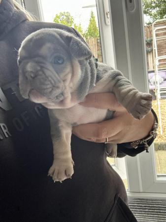 Image 12 of 5 Stunning French bulldogs lilac tan blue pied