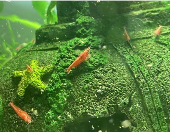 Image 4 of 24 Red Cherry Shrimp only £20