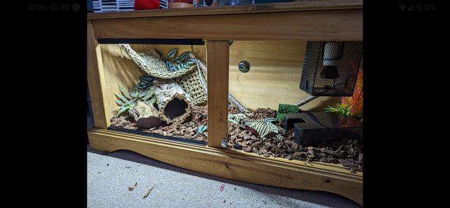 Image 5 of Snake, gecko reptile terrarium vivarium