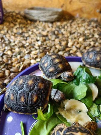 Image 6 of Baby Redfoot Tortoises ALL NOW SOLD!!!
